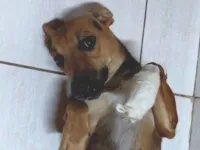 Cachorro raça SRD-ViraLata idade 3 anos nome Farofa 