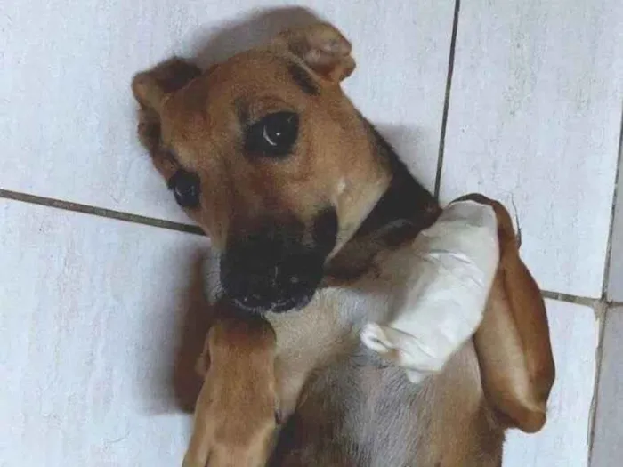 Cachorro raça SRD-ViraLata idade 3 anos nome Farofa 