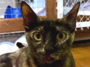 Gato raça SRD-ViraLata idade 7 a 11 meses nome Caetana