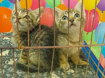 Gato raça SRD-ViraLata idade Abaixo de 2 meses nome Neca e Nino