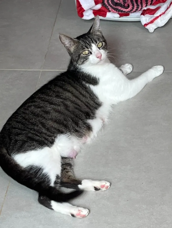 Gato raça SRD-ViraLata idade 7 a 11 meses nome Naná