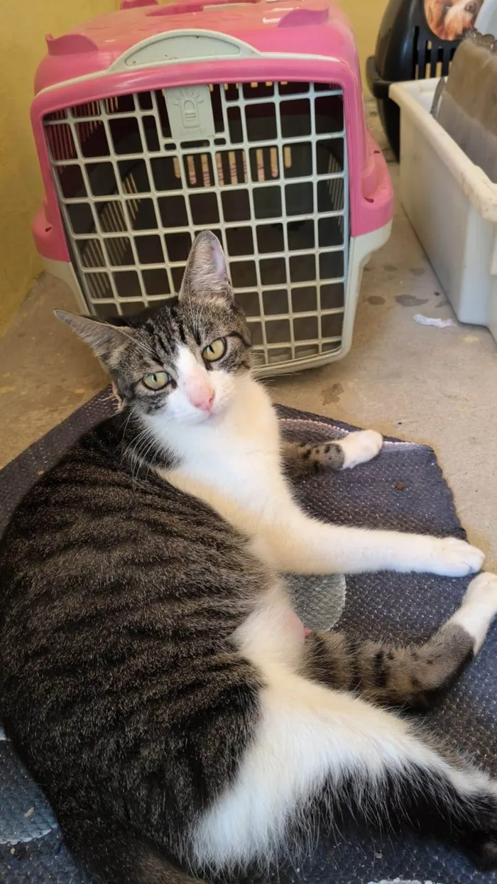 Gato raça SRD-ViraLata idade 7 a 11 meses nome Naná