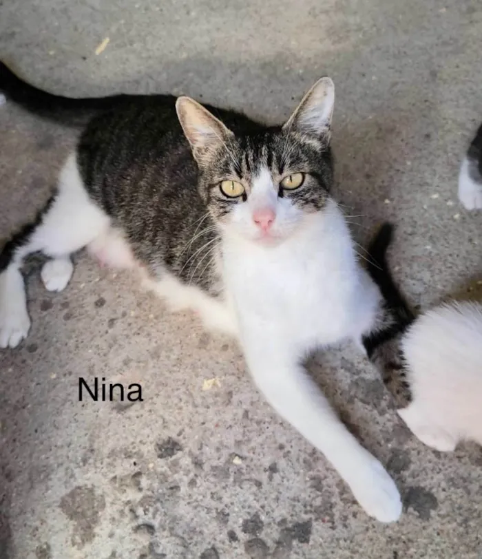 Gato raça SRD-ViraLata idade 7 a 11 meses nome Naná