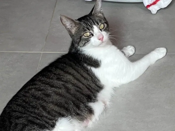 Gato raça SRD-ViraLata idade 7 a 11 meses nome Naná