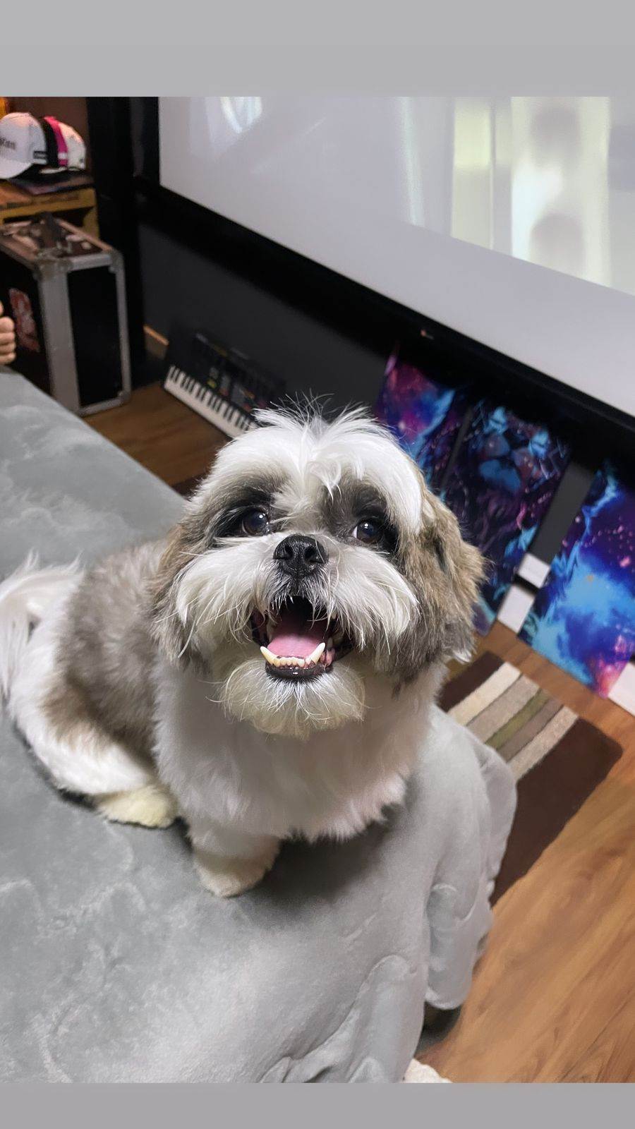 Cachorro raça Shitzu idade 4 anos nome Zeca