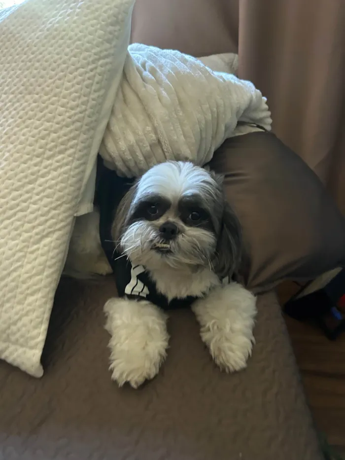 Cachorro raça Shitzu idade 4 anos nome Zeca