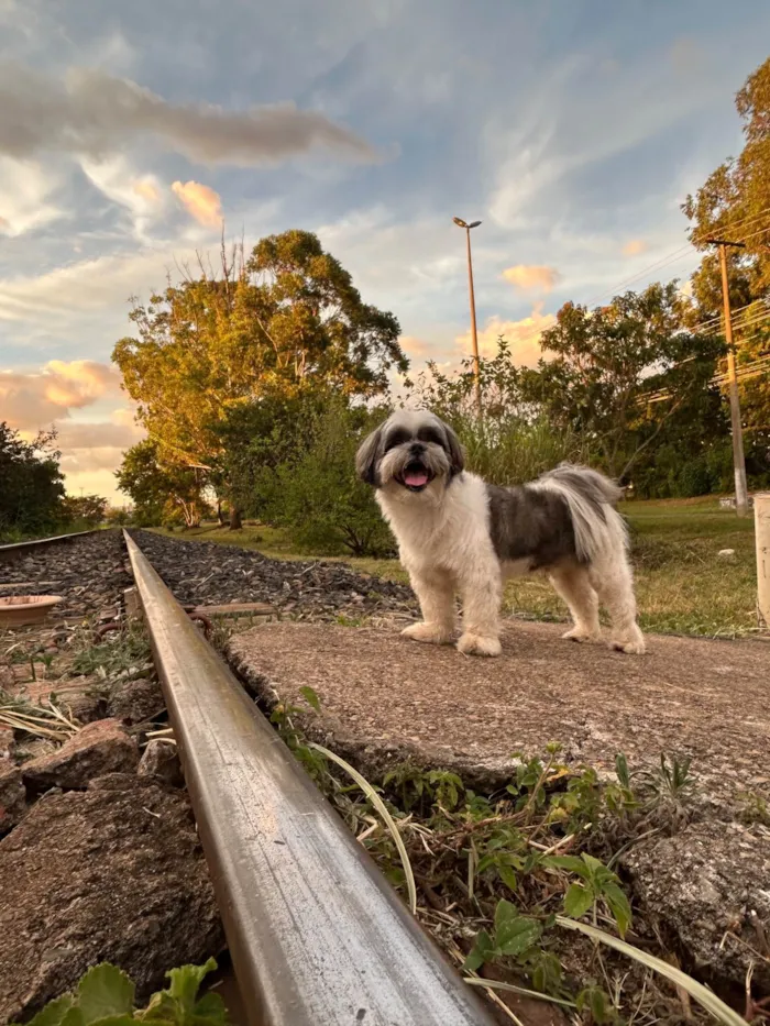 Cachorro raça Shitzu idade 4 anos nome Zeca