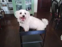 Cachorro raça Maltês idade 6 ou mais anos nome Woody 