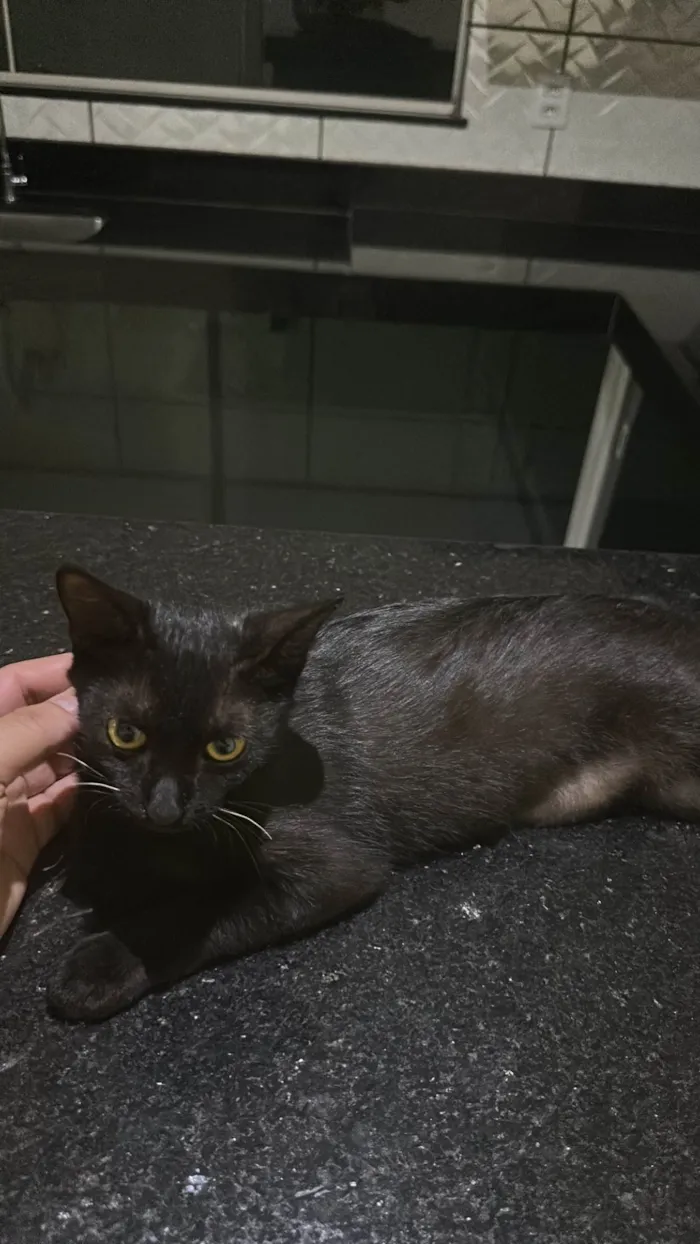 Gato raça SRD-ViraLata idade 2 a 6 meses nome PRETINHA