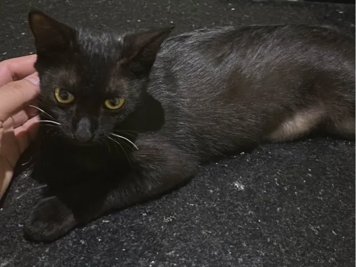 Gato raça SRD-ViraLata idade 2 a 6 meses nome PRETINHA