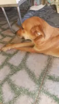 Cachorro raça SRD-ViraLata idade 1 ano nome Charlote