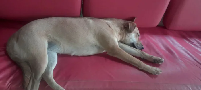 Cachorro raça SRD-ViraLata idade 1 ano nome Charlote