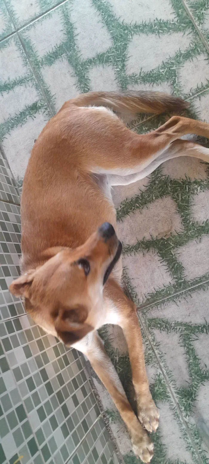 Cachorro raça SRD-ViraLata idade 1 ano nome Charlote