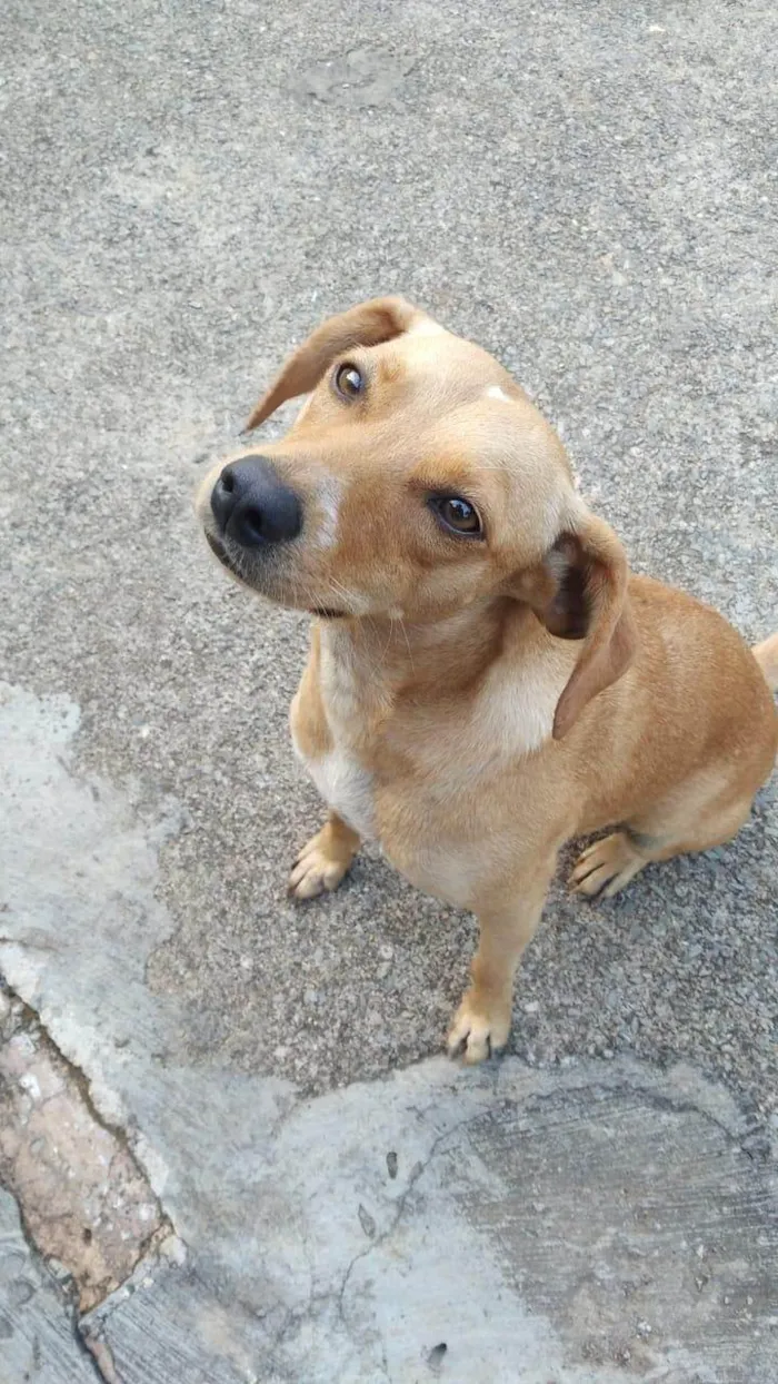 Cachorro raça SRD-ViraLata idade 1 ano nome Charlote
