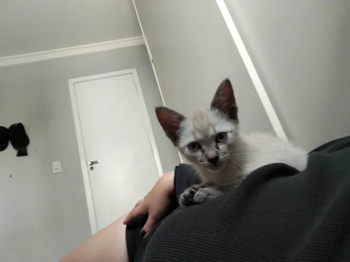 Gato raça SRD-ViraLata idade 2 a 6 meses nome Gatinho Filhote Para Adoção