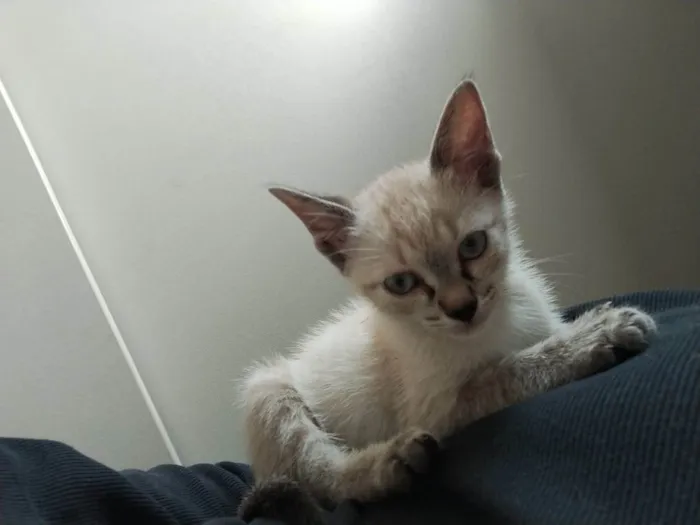 Gato raça SRD-ViraLata idade 2 a 6 meses nome Gatinho Filhote Para Adoção