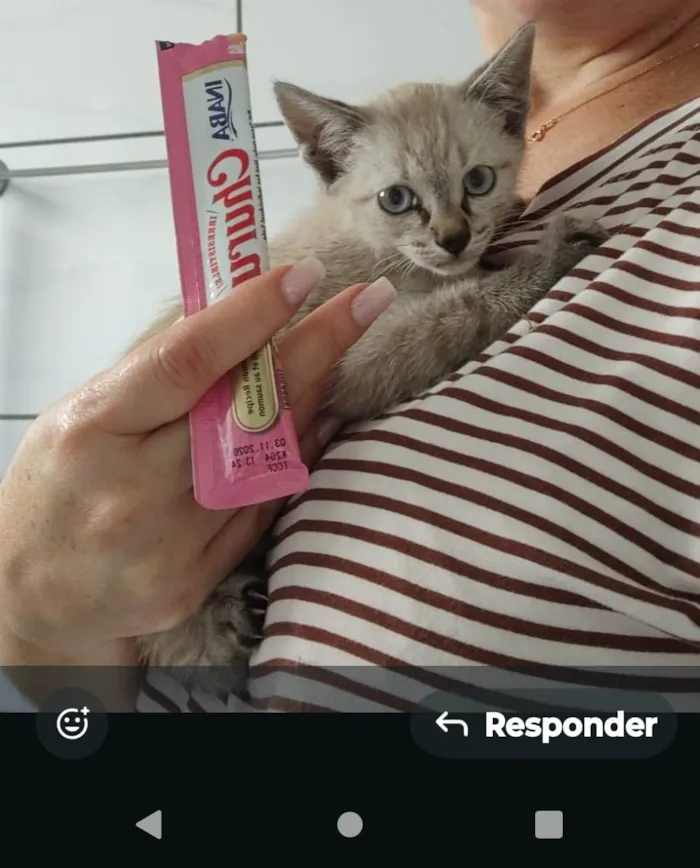 Gato raça SRD-ViraLata idade 2 a 6 meses nome Gatinho Filhote Para Adoção