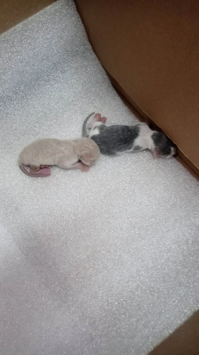 Gato raça Siamês idade Abaixo de 2 meses nome RENAN