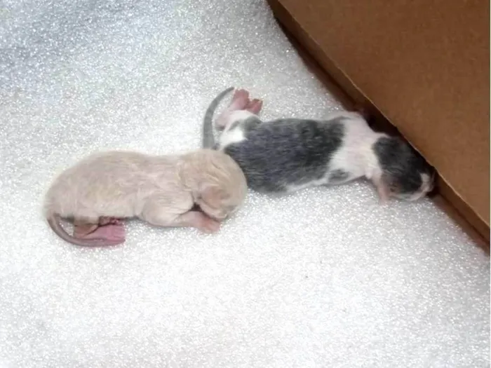 Gato raça Siamês idade Abaixo de 2 meses nome RENAN