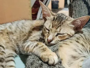 Gato raça SRD-ViraLata idade 2 a 6 meses nome Gigi