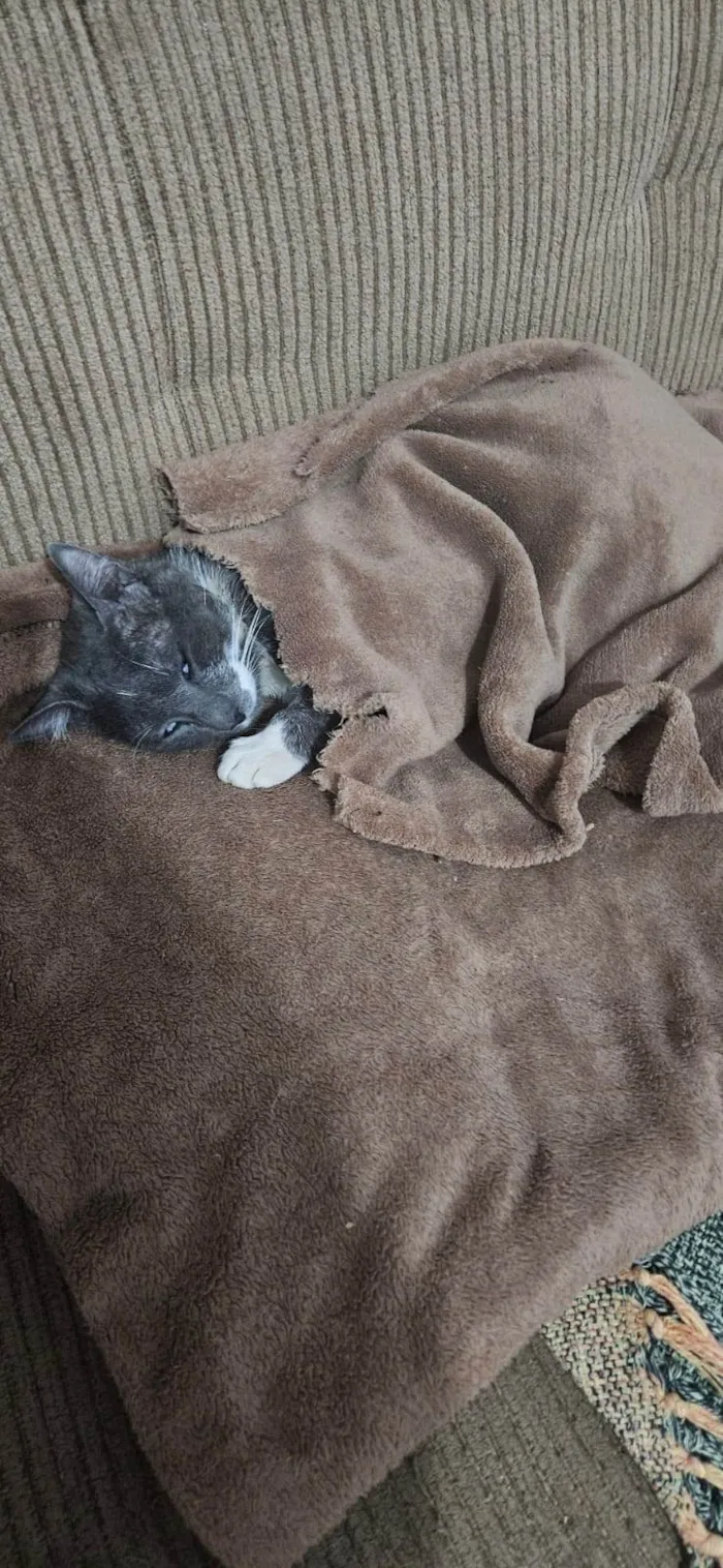 Gato raça SRD-ViraLata idade 4 anos nome Manhoso