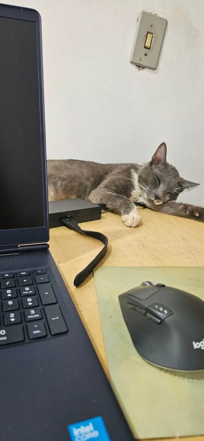 Gato raça SRD-ViraLata idade 4 anos nome Manhoso