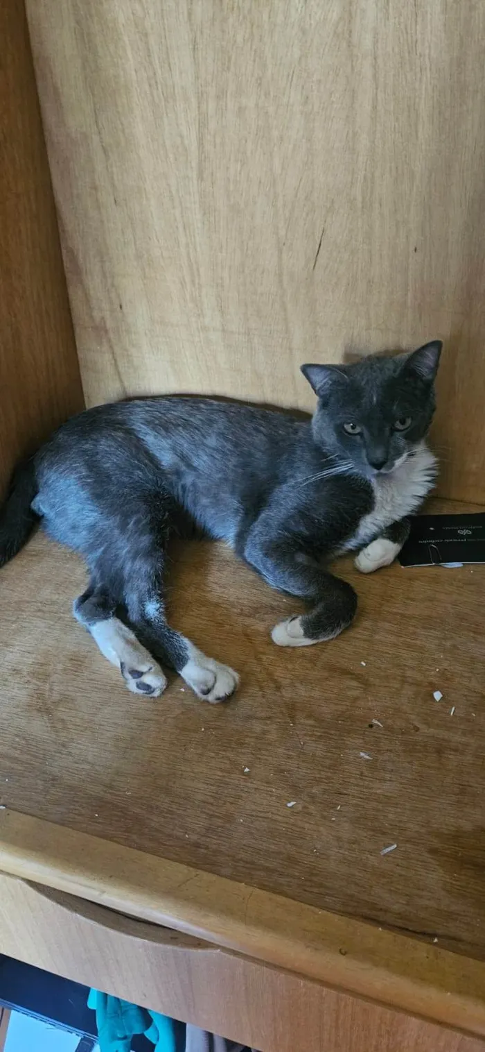 Gato raça SRD-ViraLata idade 4 anos nome Manhoso