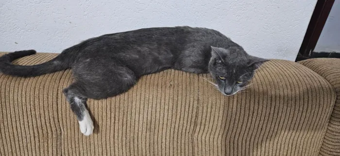 Gato raça SRD-ViraLata idade 4 anos nome Manhoso