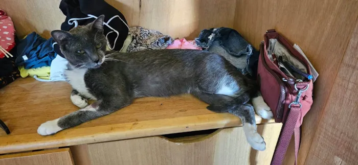 Gato raça SRD-ViraLata idade 4 anos nome Manhoso