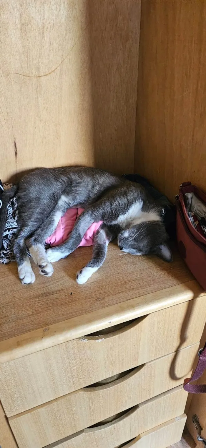 Gato raça SRD-ViraLata idade 4 anos nome Manhoso