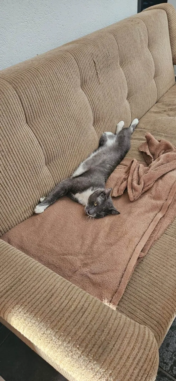 Gato raça SRD-ViraLata idade 4 anos nome Manhoso