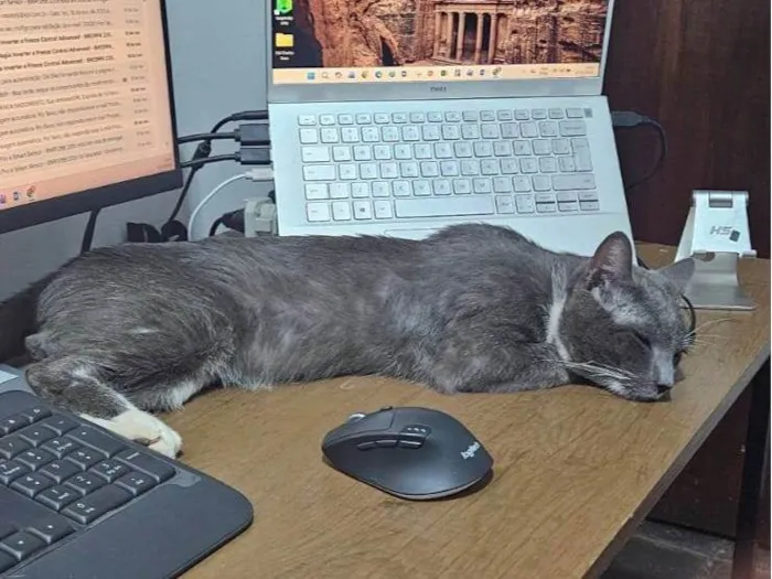 Gato raça SRD-ViraLata idade 4 anos nome Manhoso