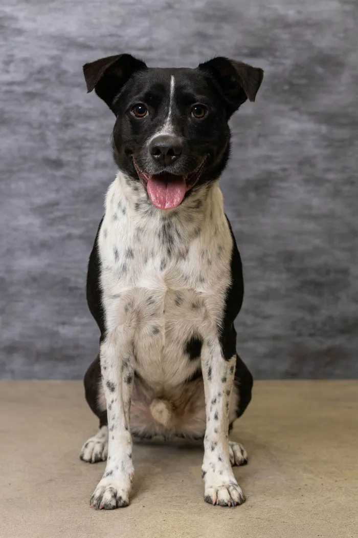 Cachorro raça SRD-ViraLata idade 1 ano nome Danilo