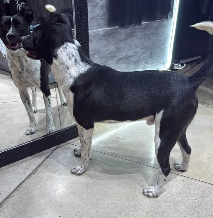 Cachorro raça SRD-ViraLata idade 1 ano nome Danilo