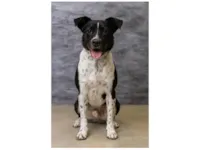 Cachorro raça SRD-ViraLata idade 1 ano nome Danilo