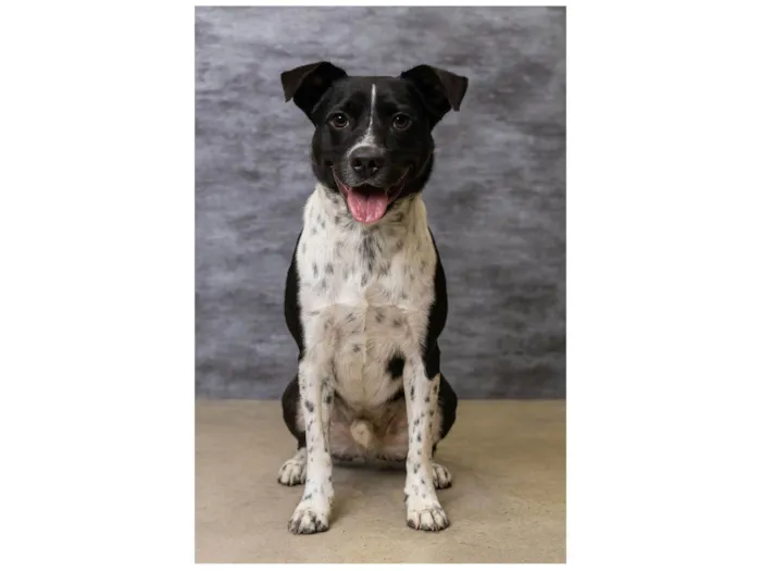 Cachorro raça SRD-ViraLata idade 1 ano nome Danilo