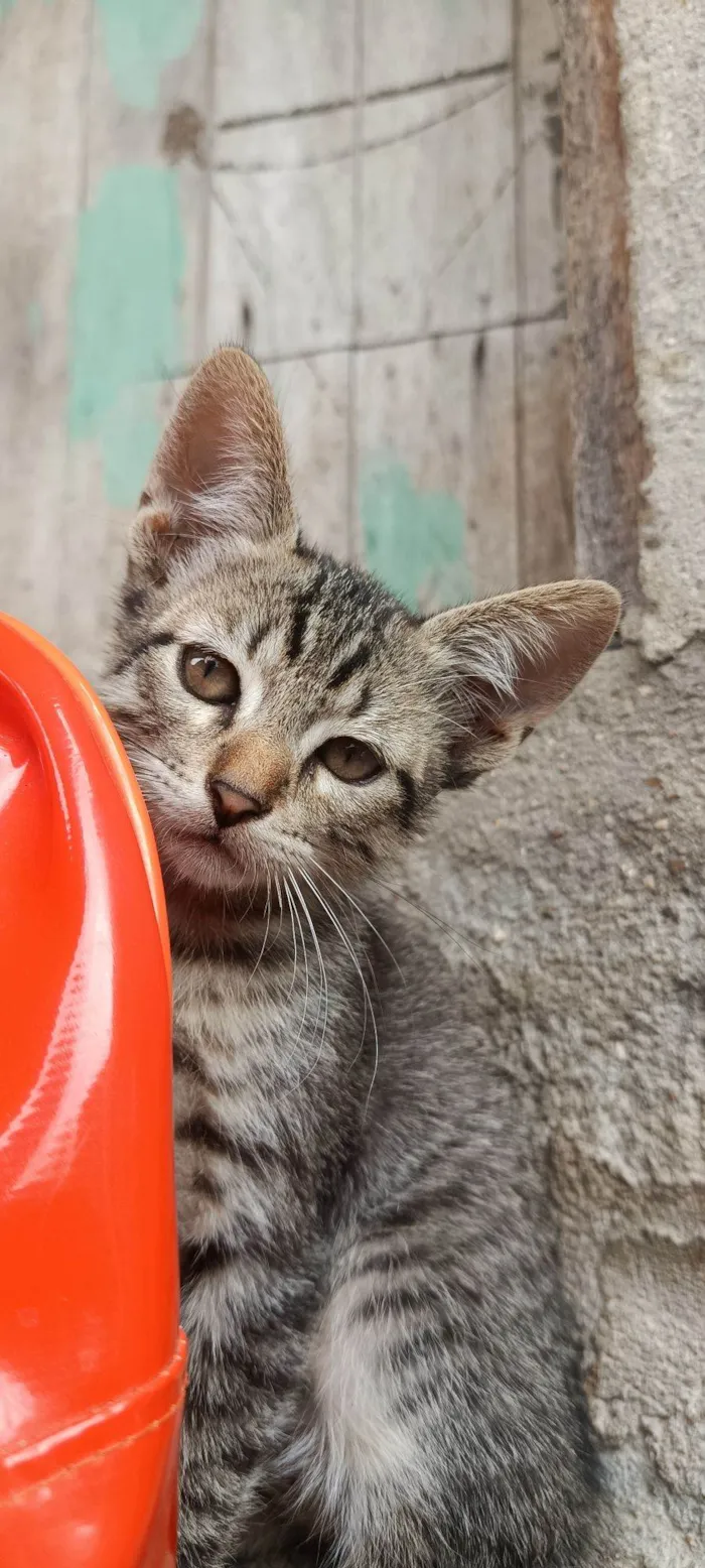Gato raça SRD-ViraLata idade 2 a 6 meses nome Chiquinho 