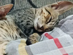 Gato raça SRD-ViraLata idade 2 a 6 meses nome Lilica
