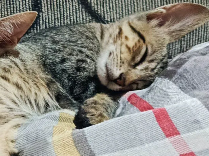 Gato raça SRD-ViraLata idade 2 a 6 meses nome Lilica