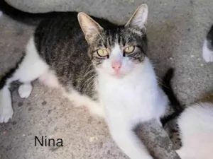 Gato raça SRD-ViraLata idade 7 a 11 meses nome Naná