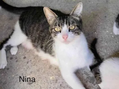 Gato raça SRD-ViraLata idade 7 a 11 meses nome Naná