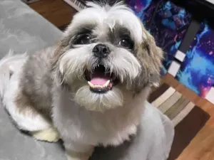 Cachorro raça Shitzu idade 4 anos nome Zeca