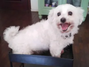 Cachorro raça Maltês idade 6 ou mais anos nome Woody 