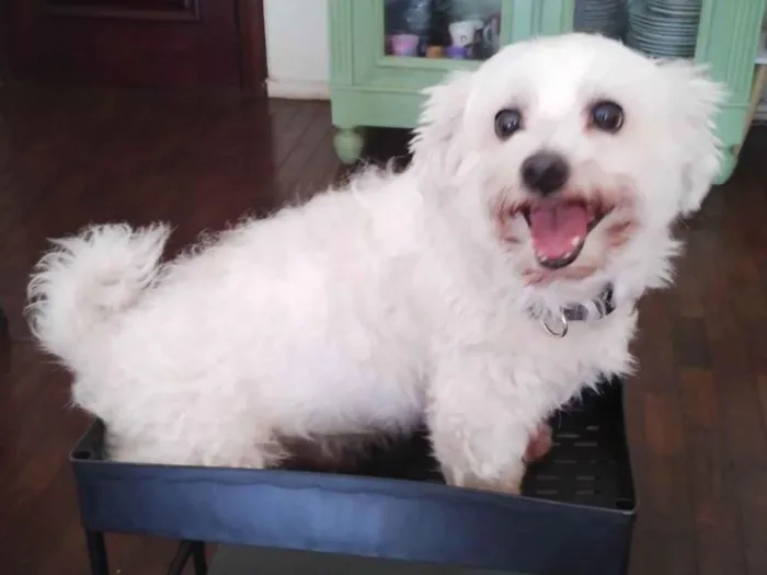 Cachorro raça Maltês idade 6 ou mais anos nome Woody 