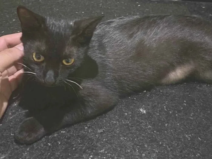 Gato raça SRD-ViraLata idade 2 a 6 meses nome PRETINHA
