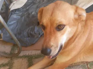 Cachorro raça SRD-ViraLata idade 1 ano nome Charlote