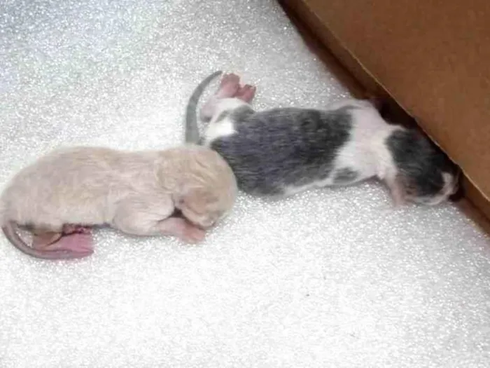 Gato raça Siamês idade Abaixo de 2 meses nome RENAN