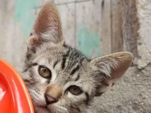 Gato raça SRD-ViraLata idade 2 a 6 meses nome Chiquinho 