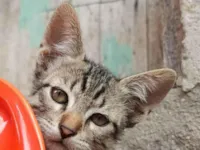 Gato raça SRD-ViraLata idade 2 a 6 meses nome Chiquinho 