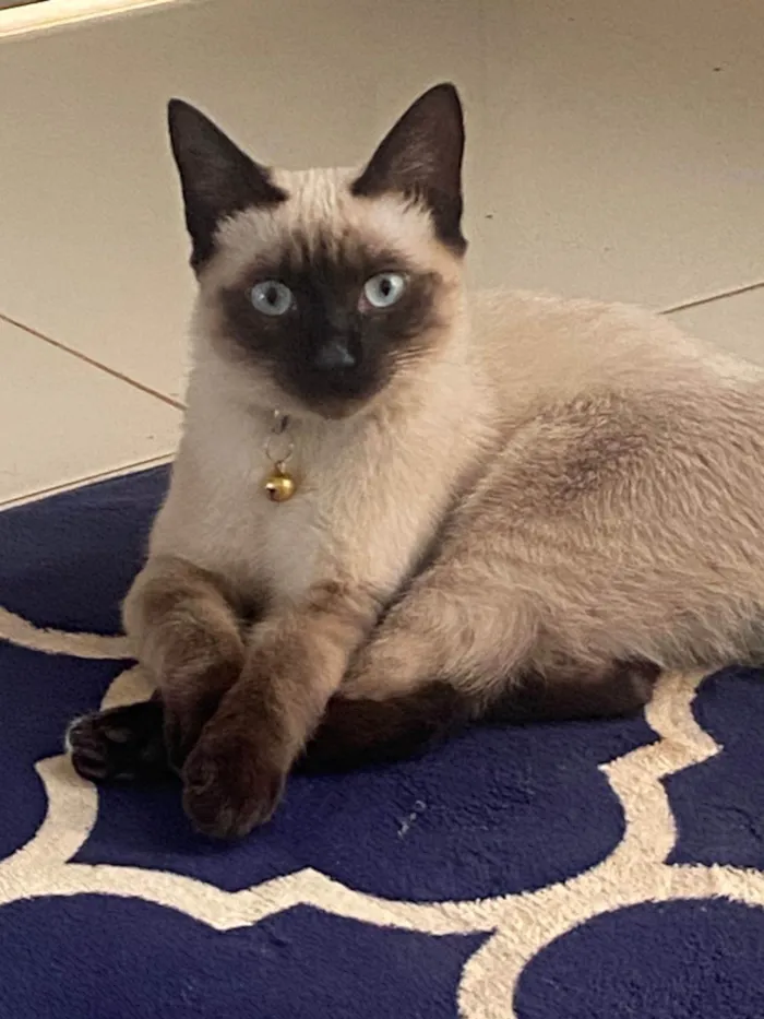 Gato raça Siamês idade 2 a 6 meses nome Tai Lung
